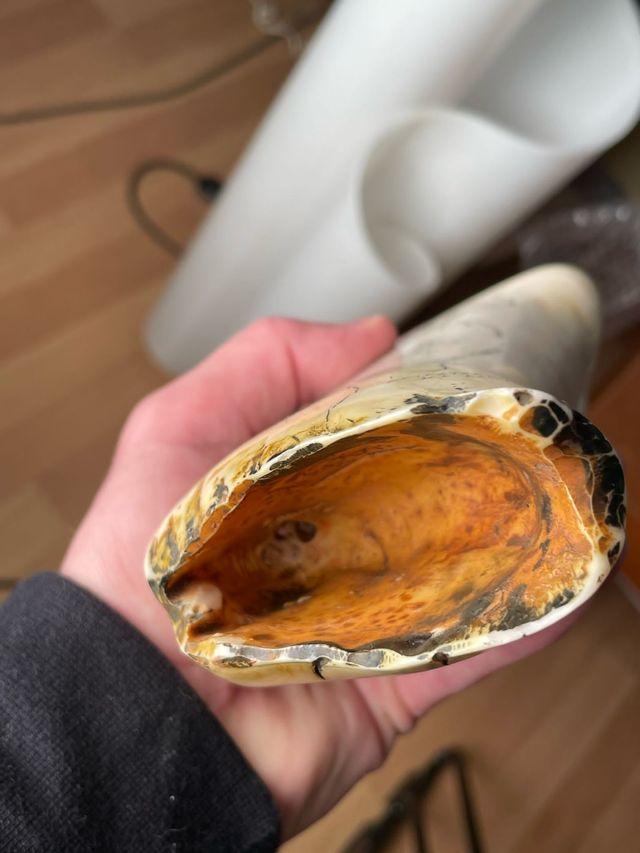 colmillo de cachalote réplica vintage