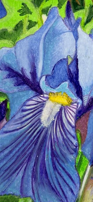 iris quadretto