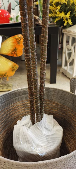 Tronco del brasil artificial