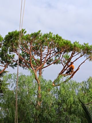 Limpieza de árboles i tala limpieza palmeras 