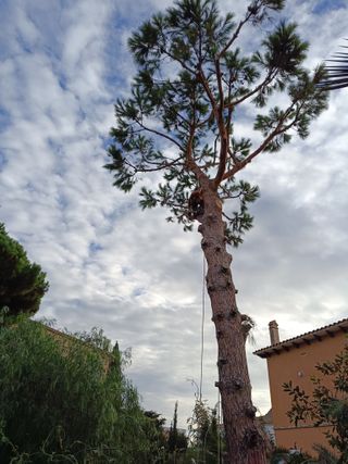 Limpieza de árboles i tala limpieza palmeras 