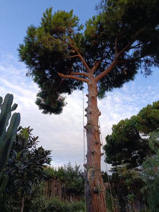 Limpieza de árboles i tala limpieza palmeras 