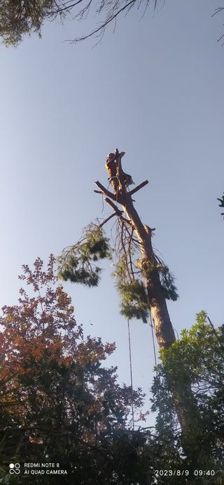 Limpieza de árboles i tala limpieza palmeras 