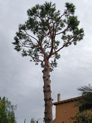 Limpieza de árboles i tala limpieza palmeras 