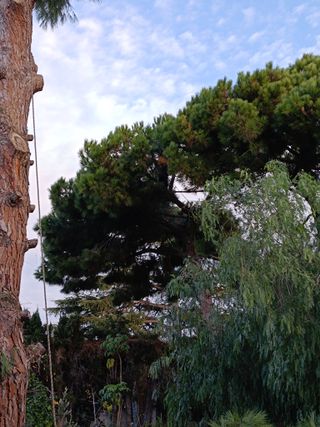 Limpieza de árboles i tala limpieza palmeras 