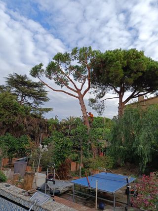 Limpieza de árboles i tala limpieza palmeras 