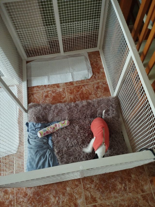 Parque para perritos