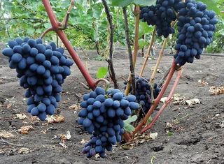 Uva\ esquejes vivos \ UVA de mesa