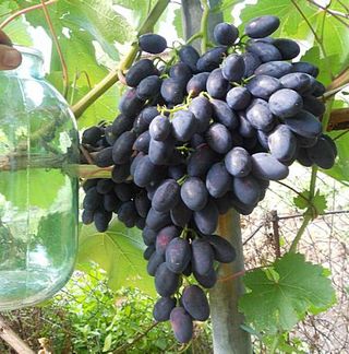 Uva\ esquejes vivos \ UVA de mesa