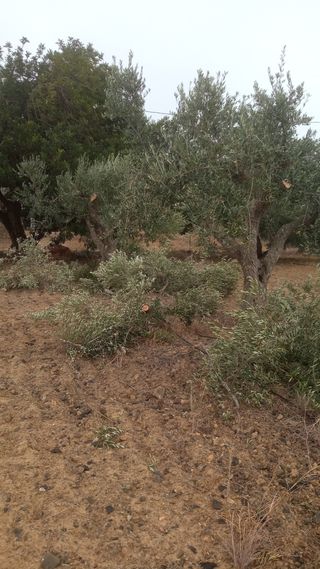 podar olivas mantenimiento fincas en general