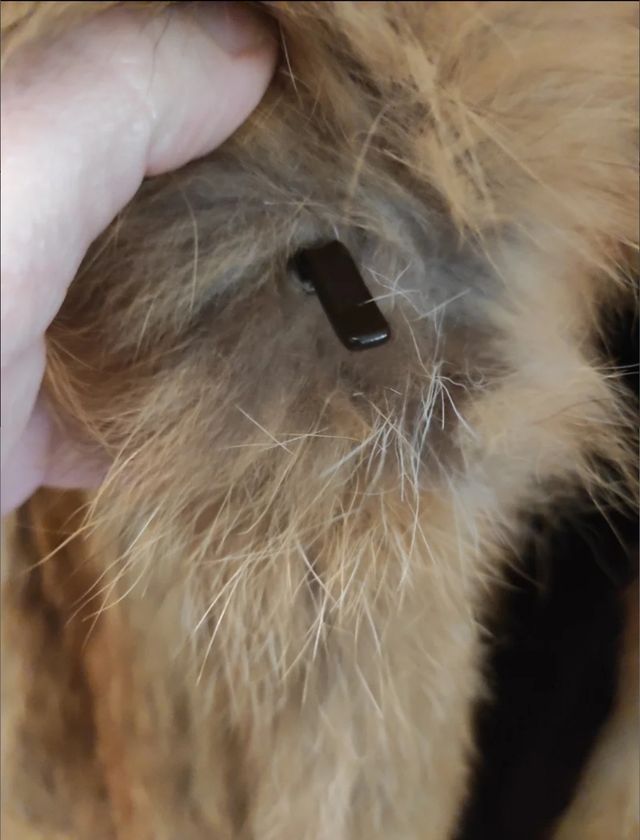 Abrigo de zorro auténtico