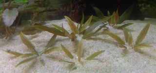 Diferentes CRYPTOCORYNES