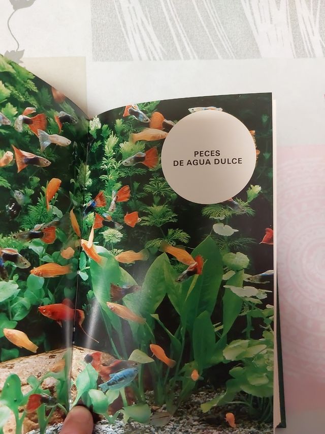 Coleccionismo.  PECES.