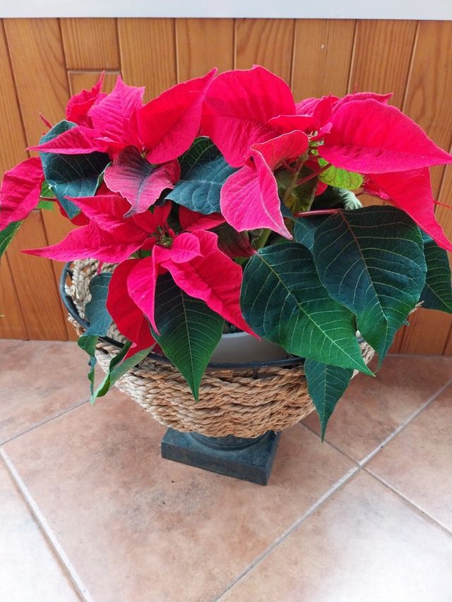 Cubretiesto de cuerda