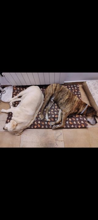 Canguro perros. Guarderia dia y alojamiento desde