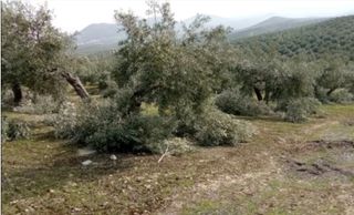 PODADOR PROFESSIONAL