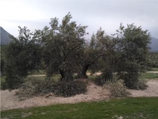 PODADOR PROFESSIONAL