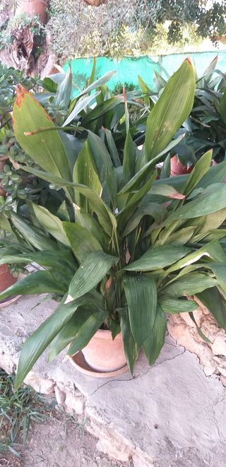 Macetas grandes pilastras para jardín