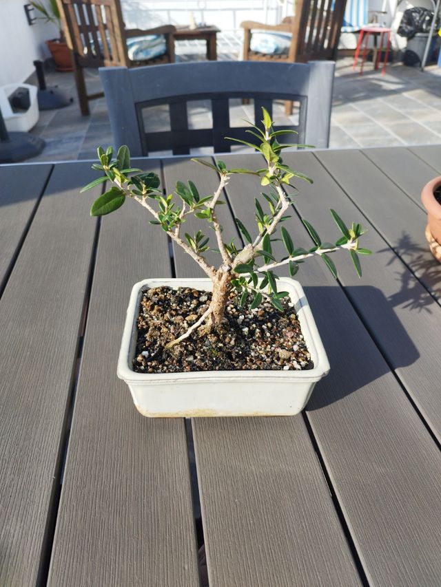 Prebonsai olivo