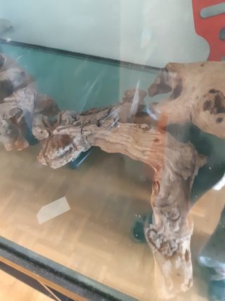 troncos acuario