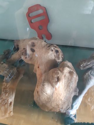 troncos acuario