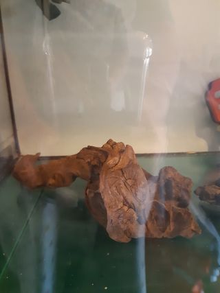 troncos acuario