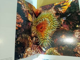 El mundo de los oceanos Jacques Cousteau