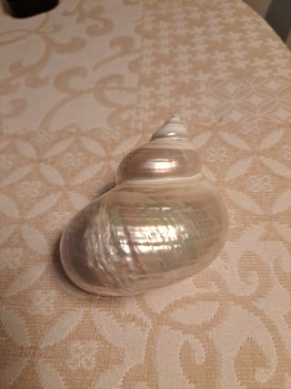 Concha marina perladas turbo jade 95 mm Blanco