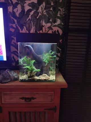 Acuario panorámico 30 Litros