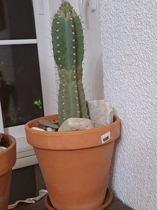 Cactus
