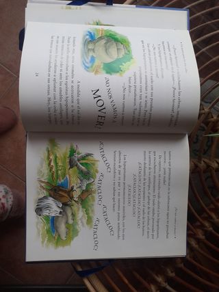 Libro Un Tesoro para los Tres Años