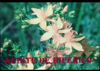 Aceite de hiperico 120ml +/-