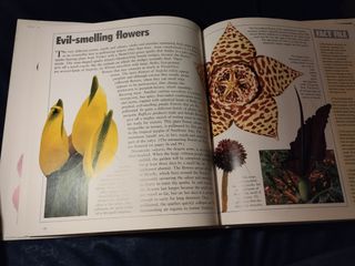 Flores, naturalmente.