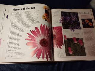 Flores, naturalmente.