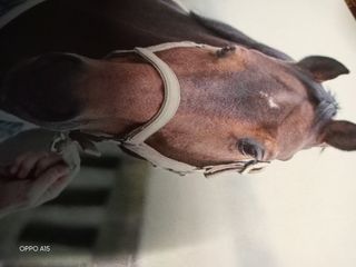 Harry's Horse Cabeção+Guia