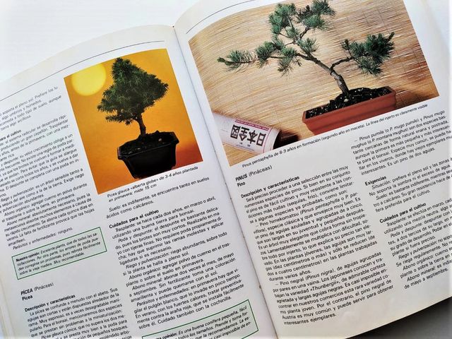 Guía para el cuidadp del bonsai