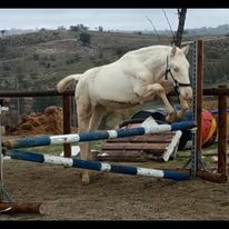 Preparacion de caballos, ponys, potros en salto
