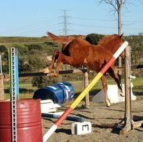 Preparacion de caballos, ponys, potros en salto