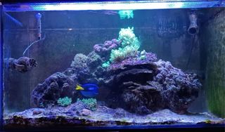 Acuario marino 230+110 litros
