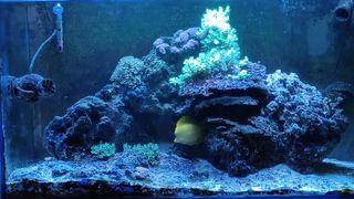 Acuario marino 230+110 litros