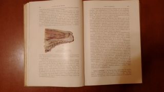 Patología y terapéutica veterinarias.