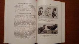 Vitaminoterapia en clínica veterinaria