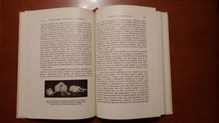 Vitaminoterapia en clínica veterinaria
