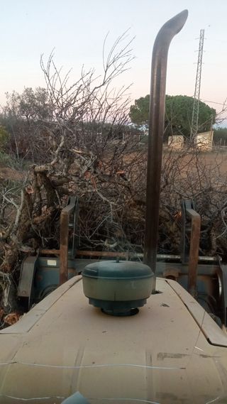 Venta de olivos hornamental