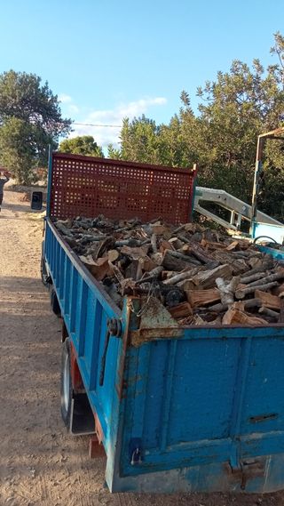 Venta de olivos hornamental