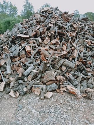 Venta de olivos hornamental