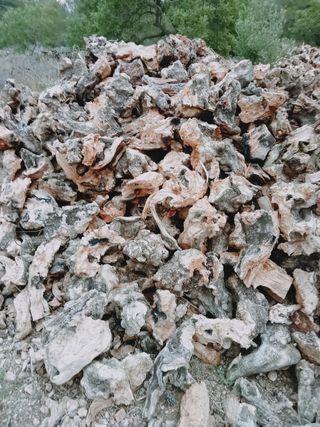 Venta de olivos hornamental