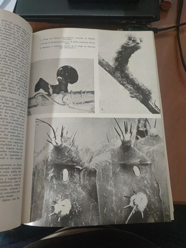 los animales,como son, donde viven, como viven.