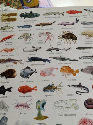 1000 things under the sea.