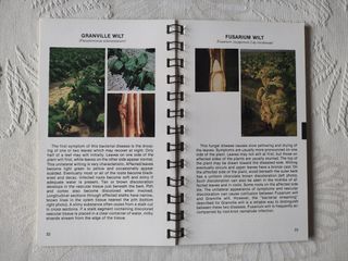 Manuales tabaco Flue-Cured y Burley